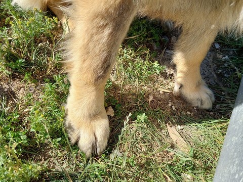 vente de Chiens de bergers du caucase